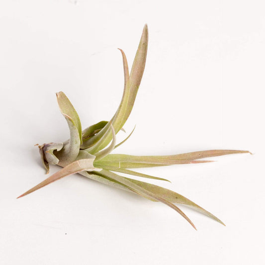 Urban Sprouts Plant Tillandsia Capitata