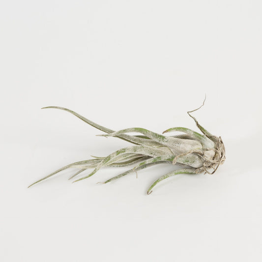 Tillandsia Caput Medusae - Urban Sprouts