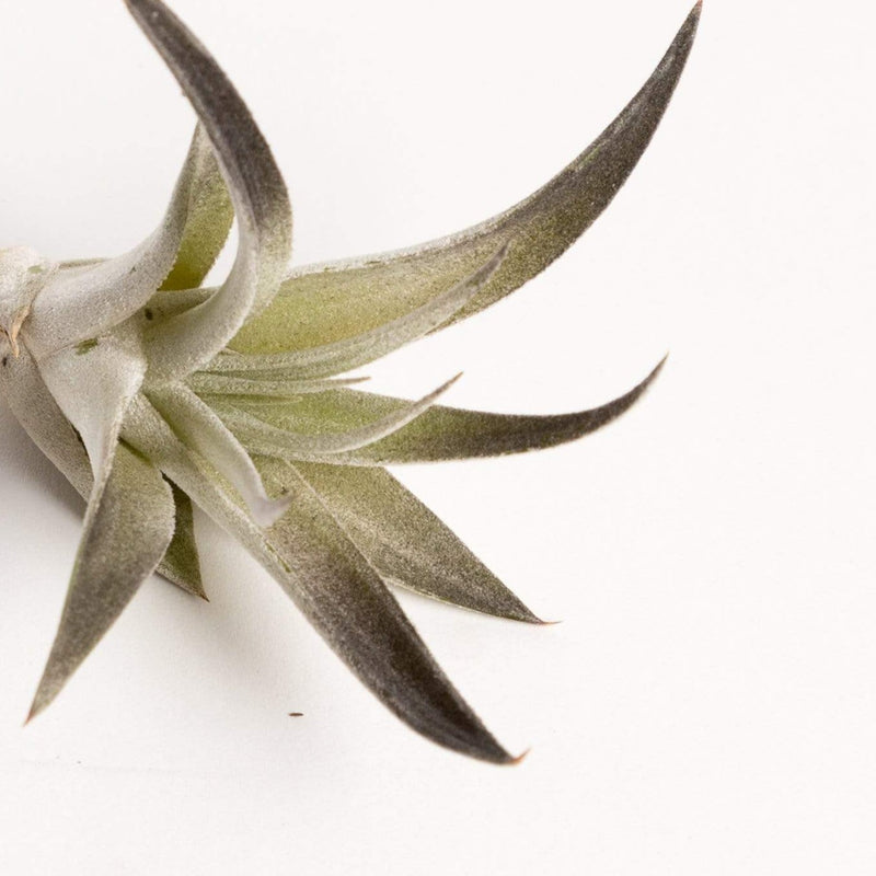 Urban Sprouts Plant Tillandsia Harrisii