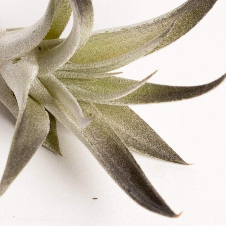 Air Plant 'Harrisii - Black' 4-5"