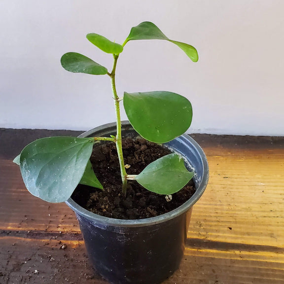 Fig 'Triangle' - Urban Sprouts