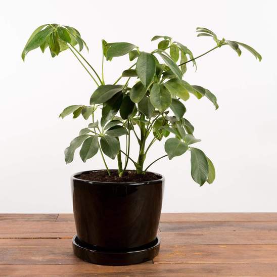 Urban Sprouts Plant Umbrella Plant 'Dwarf'