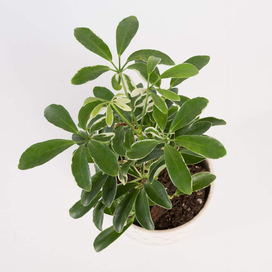 Urban Sprouts Plant Umbrella Plant 'Dwarf - Variegated'
