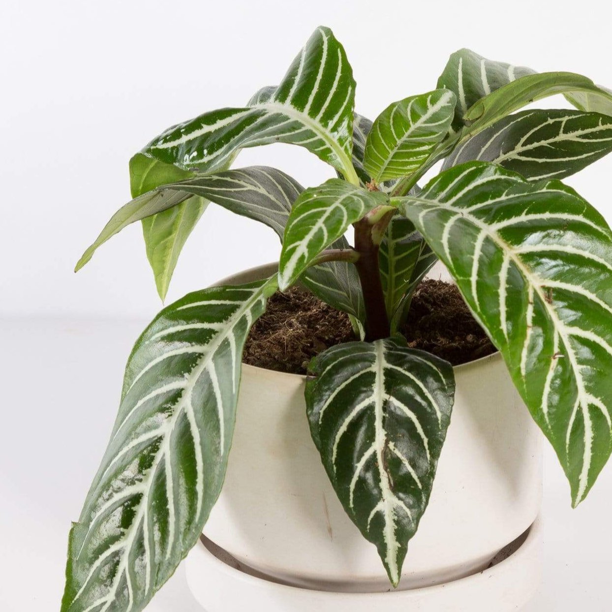 Urban Sprouts Plant Zebra Plant