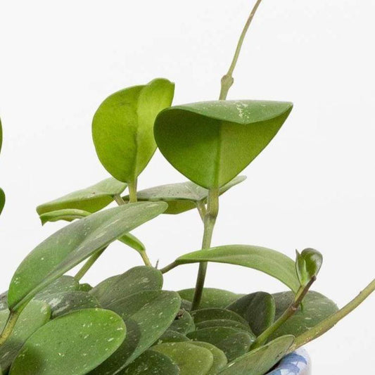 Hoya 'Obovata' 6" - Urban Sprouts