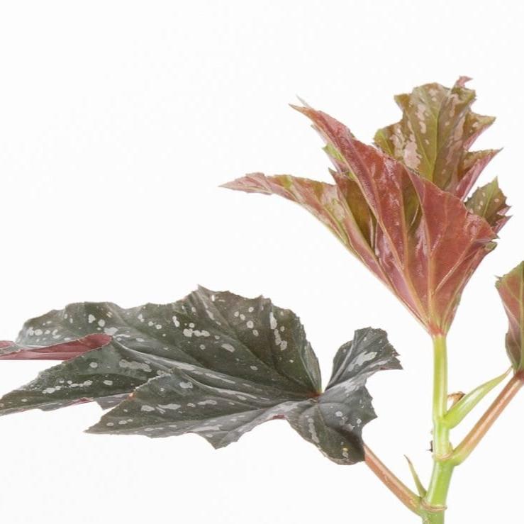 Urban Sprouts Rare Plant Begonia Sophie 'Lana'