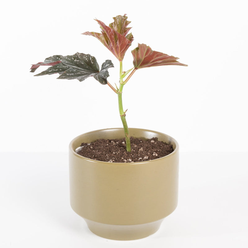 Urban Sprouts Rare Plant Begonia Sophie 'Lana'
