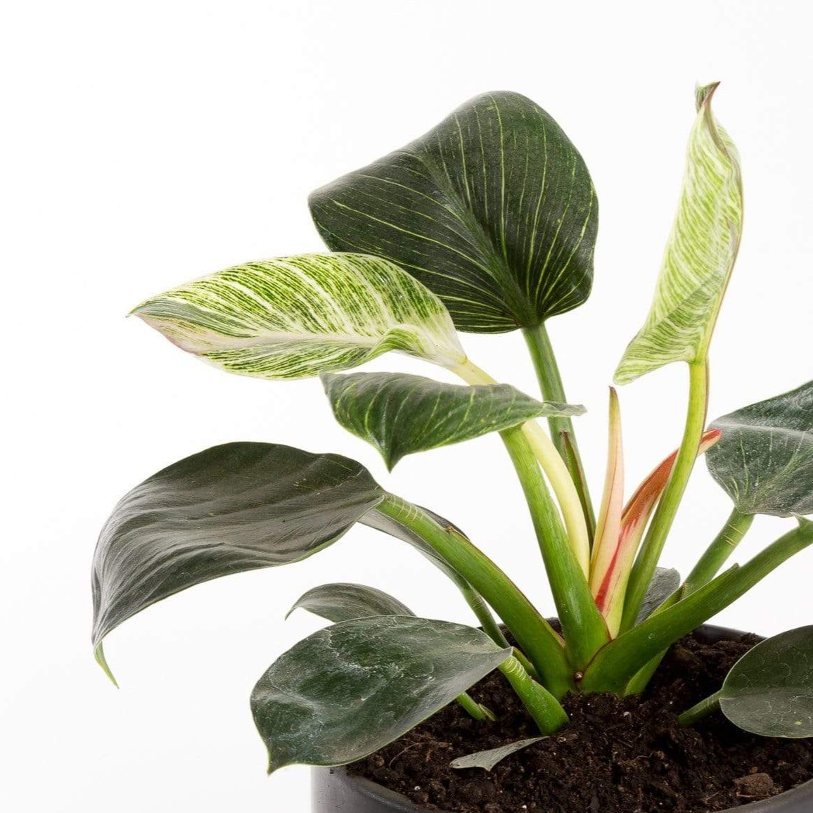 Urban Sprouts Rare Plant Philodendron 'Birkin'