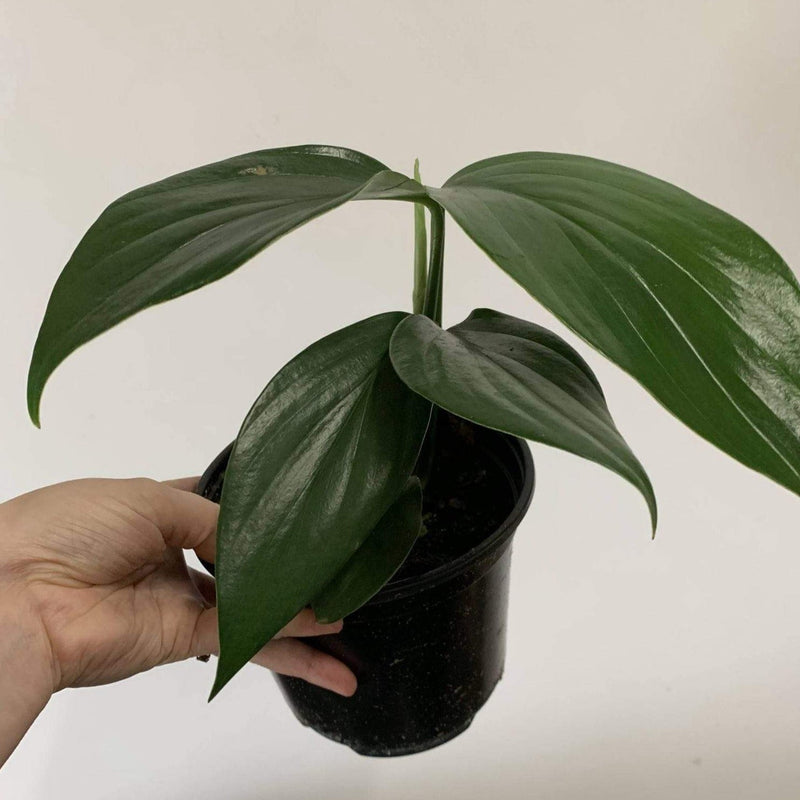 Urban Sprouts Rare Plant Rhaphidophora 'Decursiva'