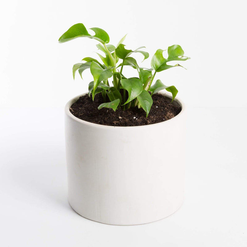 Urban Sprouts Rare Plant Rhaphidophora 'Mini Monstera'