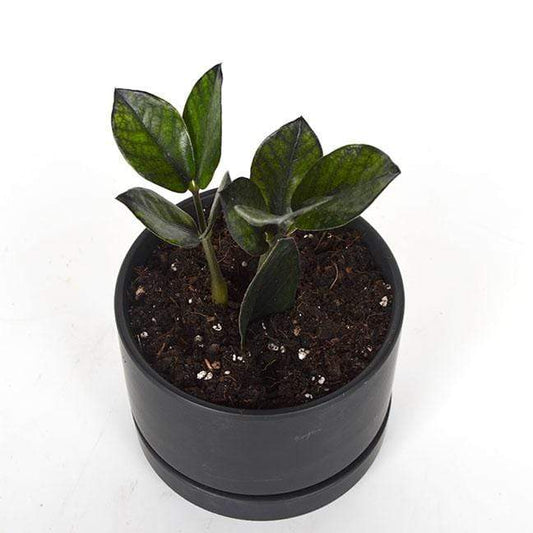 Urban Sprouts Rare Plant ZZ Plant 'Raven'