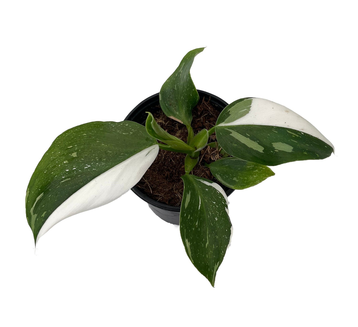 Philodendron 'White Wizard' - Urban Sprouts