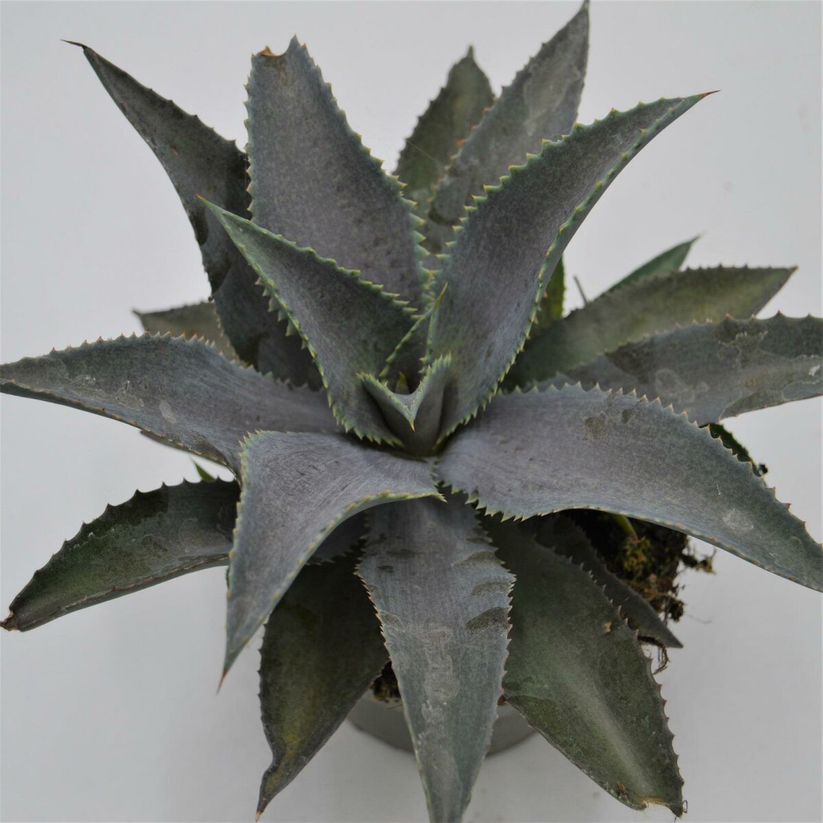 Mangave 'Silver Fox' - Urban Sprouts