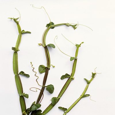 Grape Ivy 'Veld Grape' - Urban Sprouts