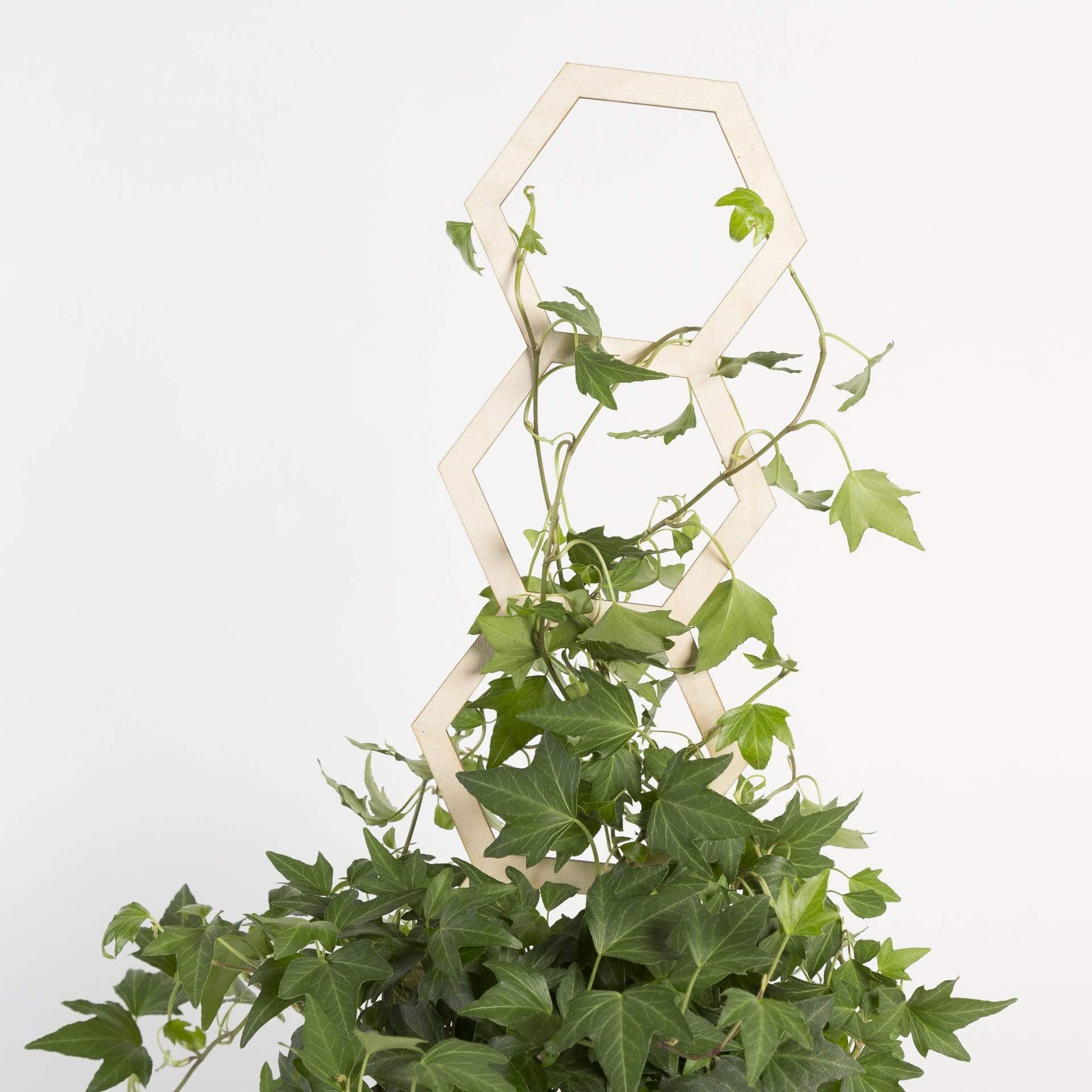 Hexagon Trellis - Urban Sprouts