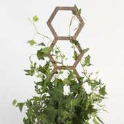 Urban Sprouts Production Trellis Oak Hexagon Trellis