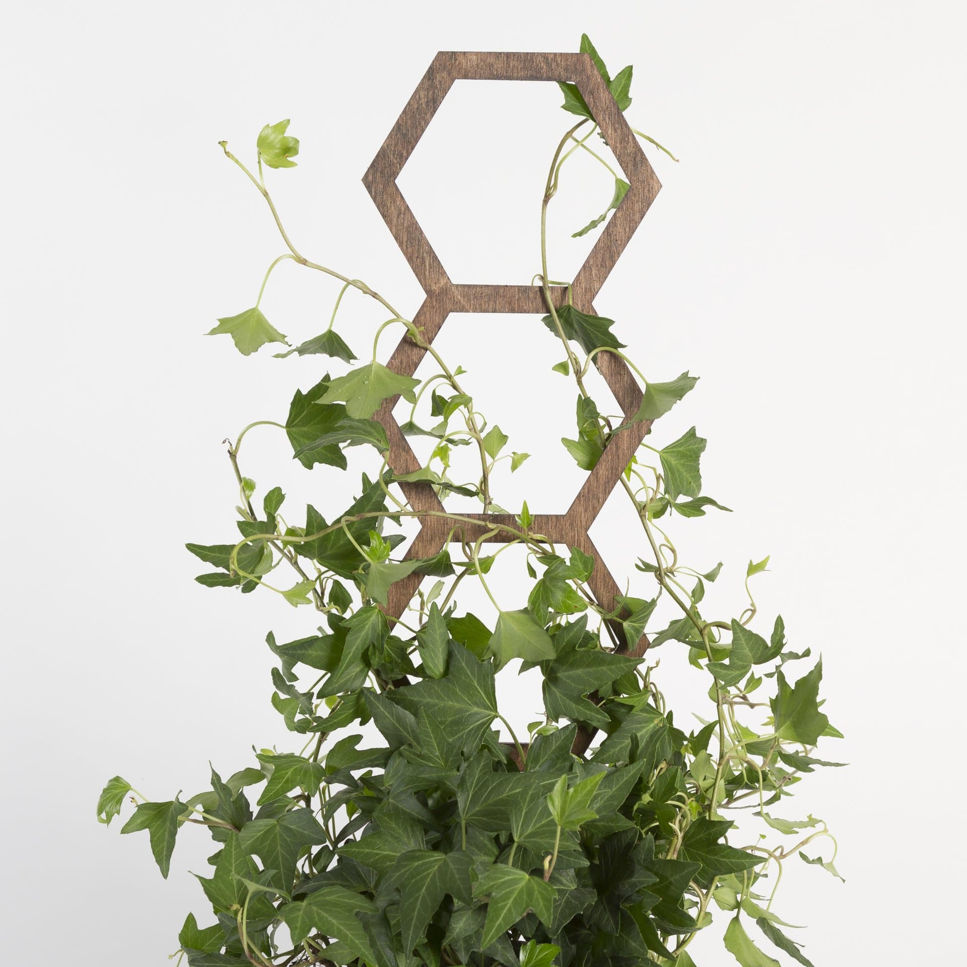 Urban Sprouts Production Trellis Oak Hexagon Trellis