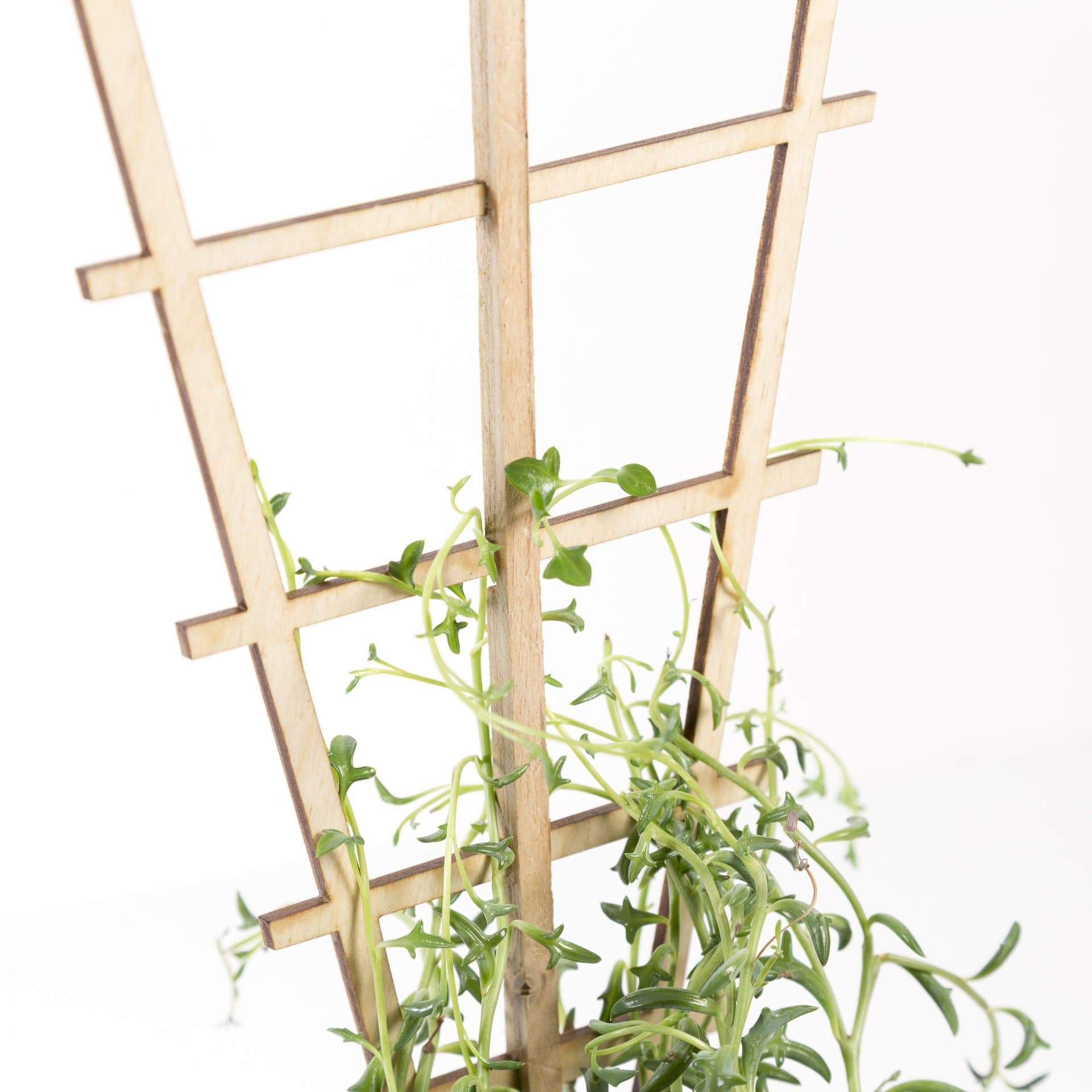 mini wooden trellis 18" Pine Classic Mini Trellis