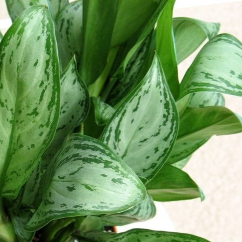 Chinese Evergreen 'Maria Christina' - Urban Sprouts
