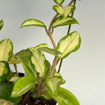 Hoya 'Carnosa - Tricolor' - Urban Sprouts