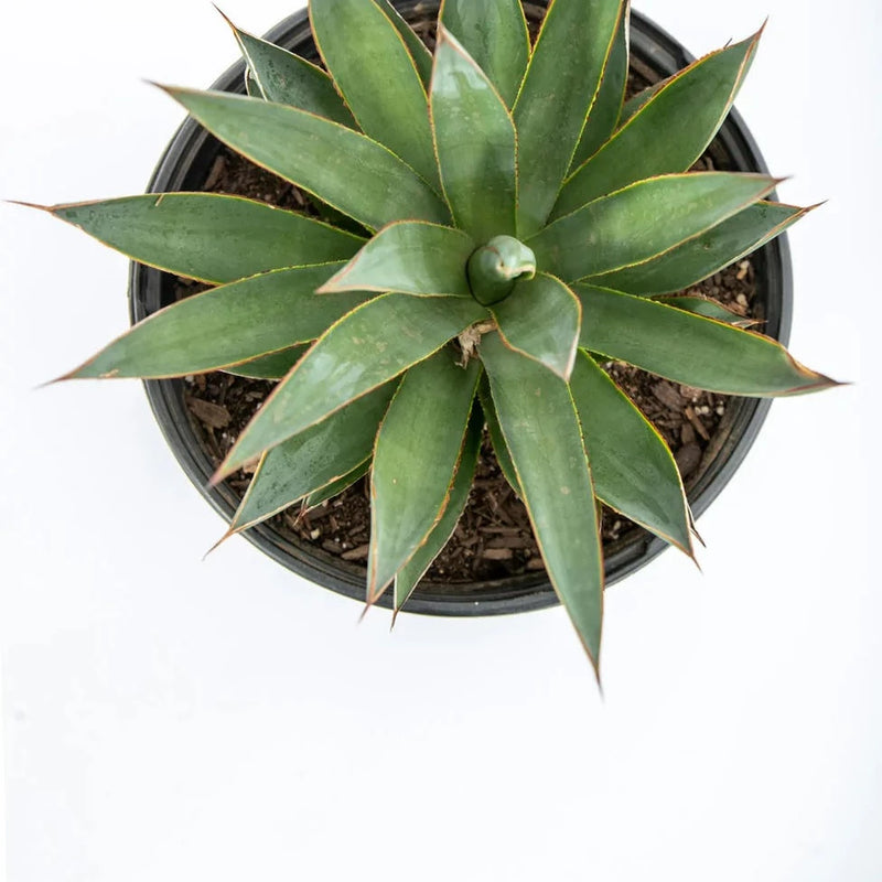 Agave 'Blue Glow' - Urban Sprouts