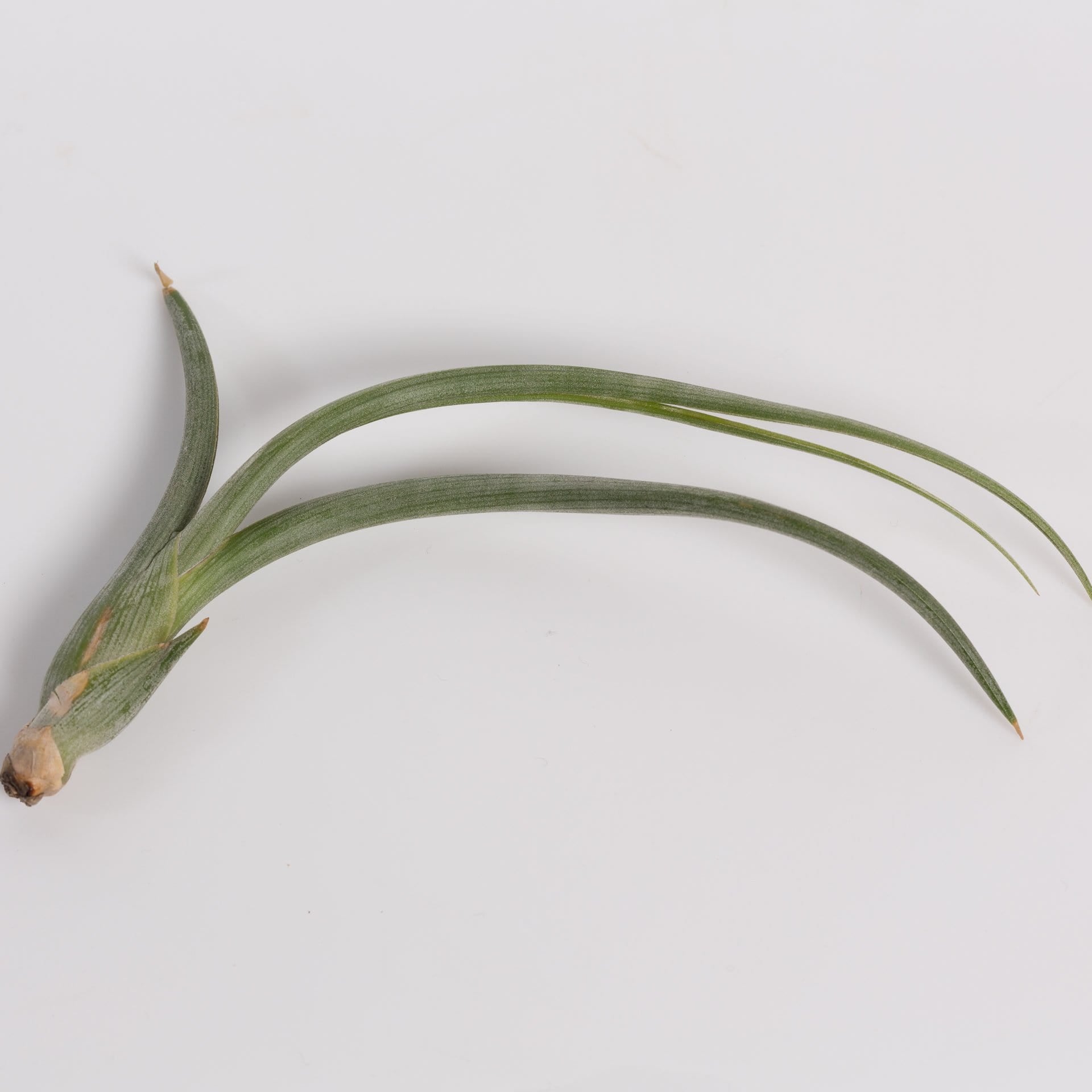 baileyi air plant Air Plant 'Baileyi' 4-6" – Urban Sprouts