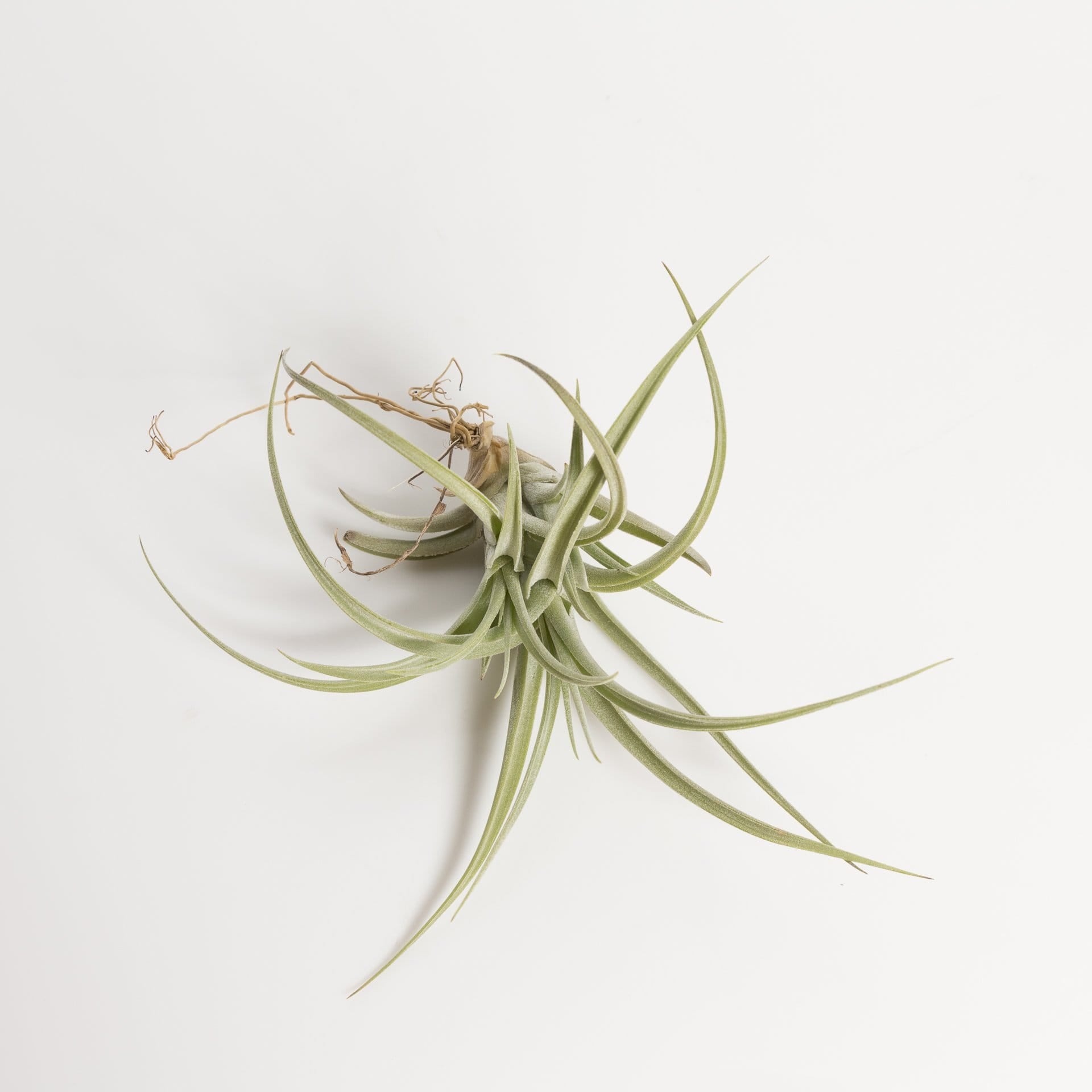 bergeri air plant Air Plant 'Bergeri' 2-3"