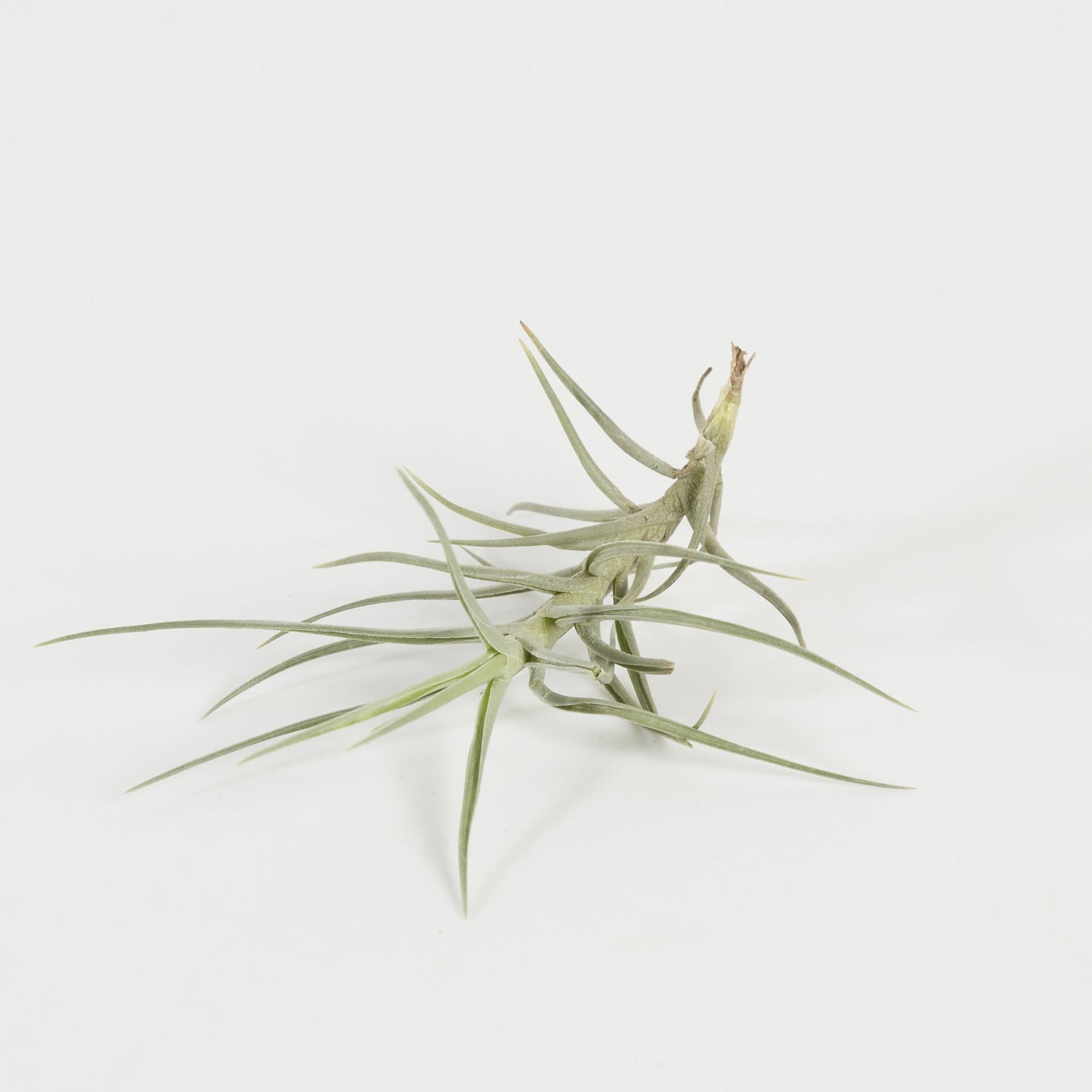 Urban Sprouts Plant 2-4" Tillandsia Cocoensis