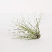 Urban Sprouts Plant 3-4" Tillandsia Filifolia