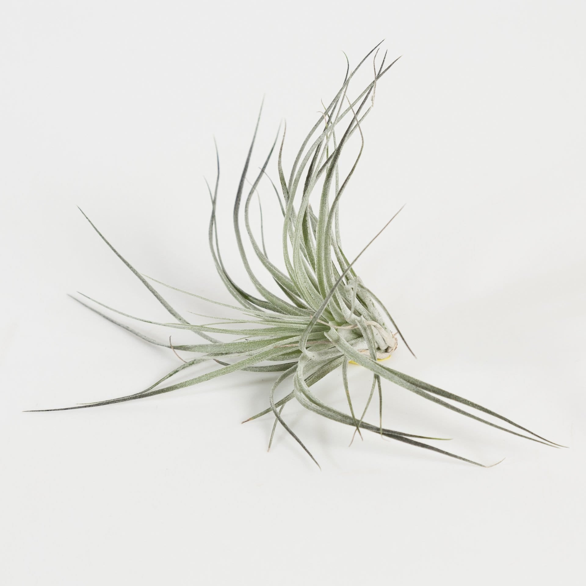 houston purple air plant Air Plant 'Houston' Black 5-6"