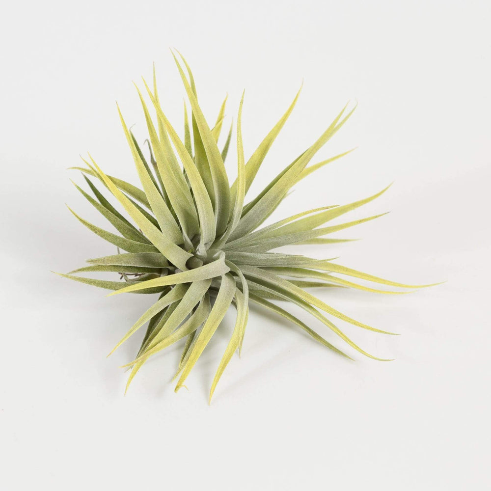 Tillandsia Plagiotropia - Urban Sprouts