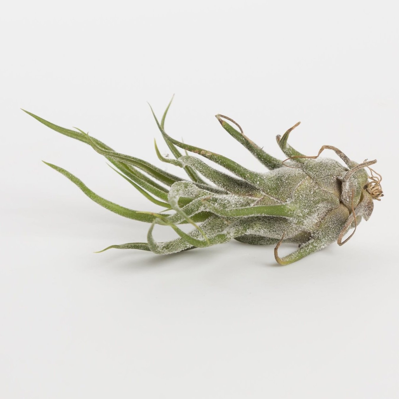 Tillandsia Pruinosa 'Guatemala' - Urban Sprouts