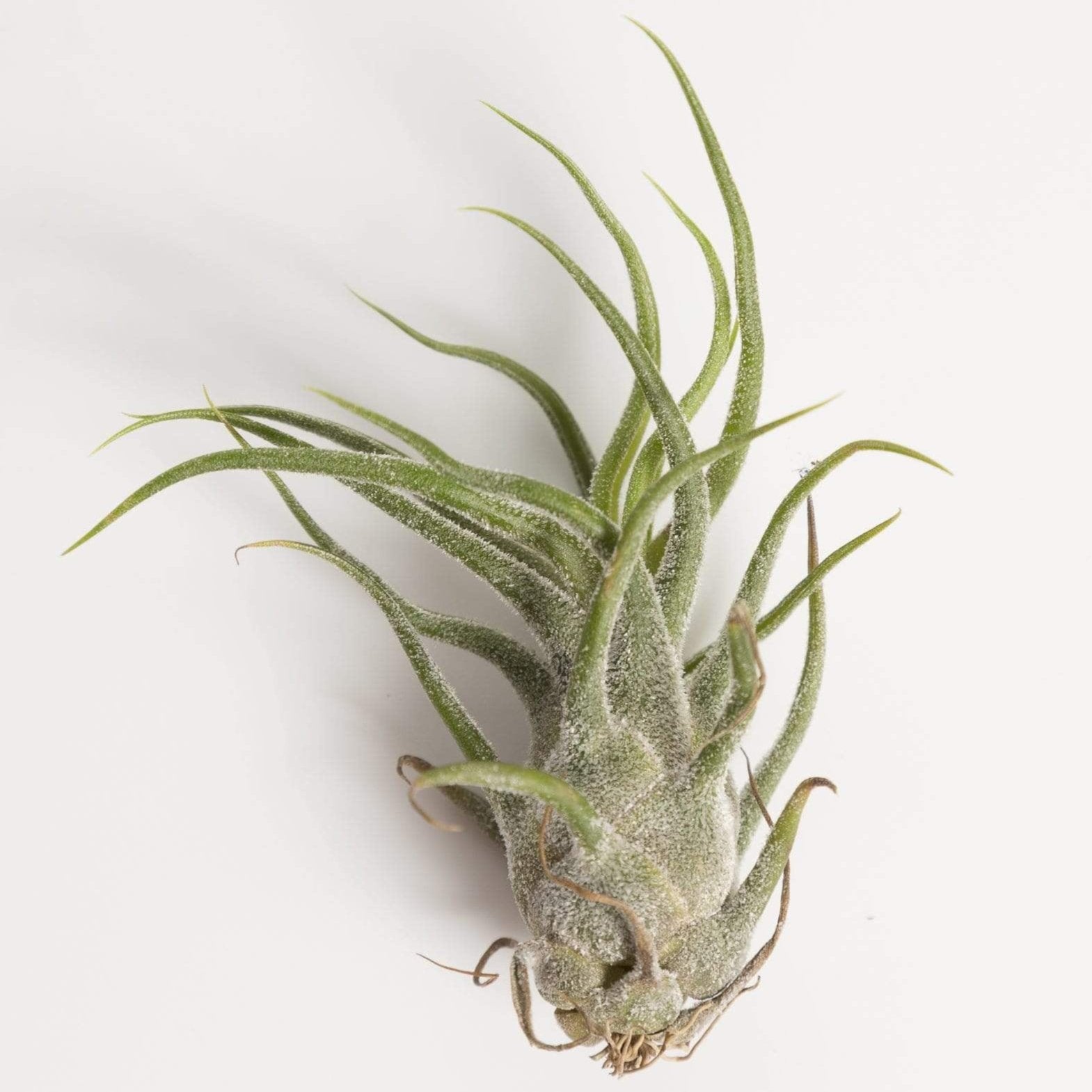 Tillandsia Pruinosa 'Guatemala' - Urban Sprouts