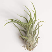 Tillandsia Pruinosa 'Guatemala' - Urban Sprouts