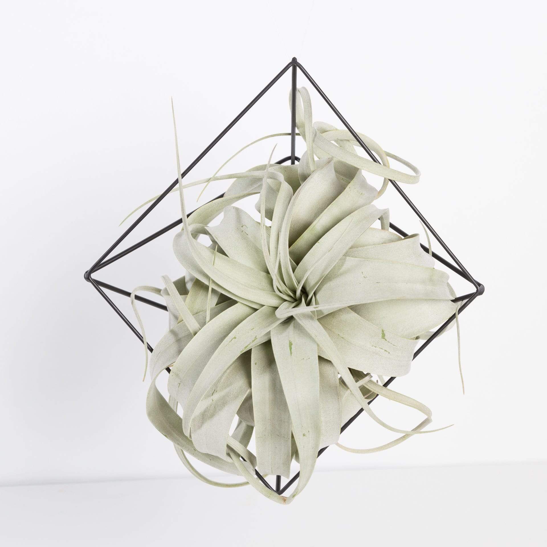 Amazon Business Pot Wall Mount Short Diamond Geometric Air Plant Frame