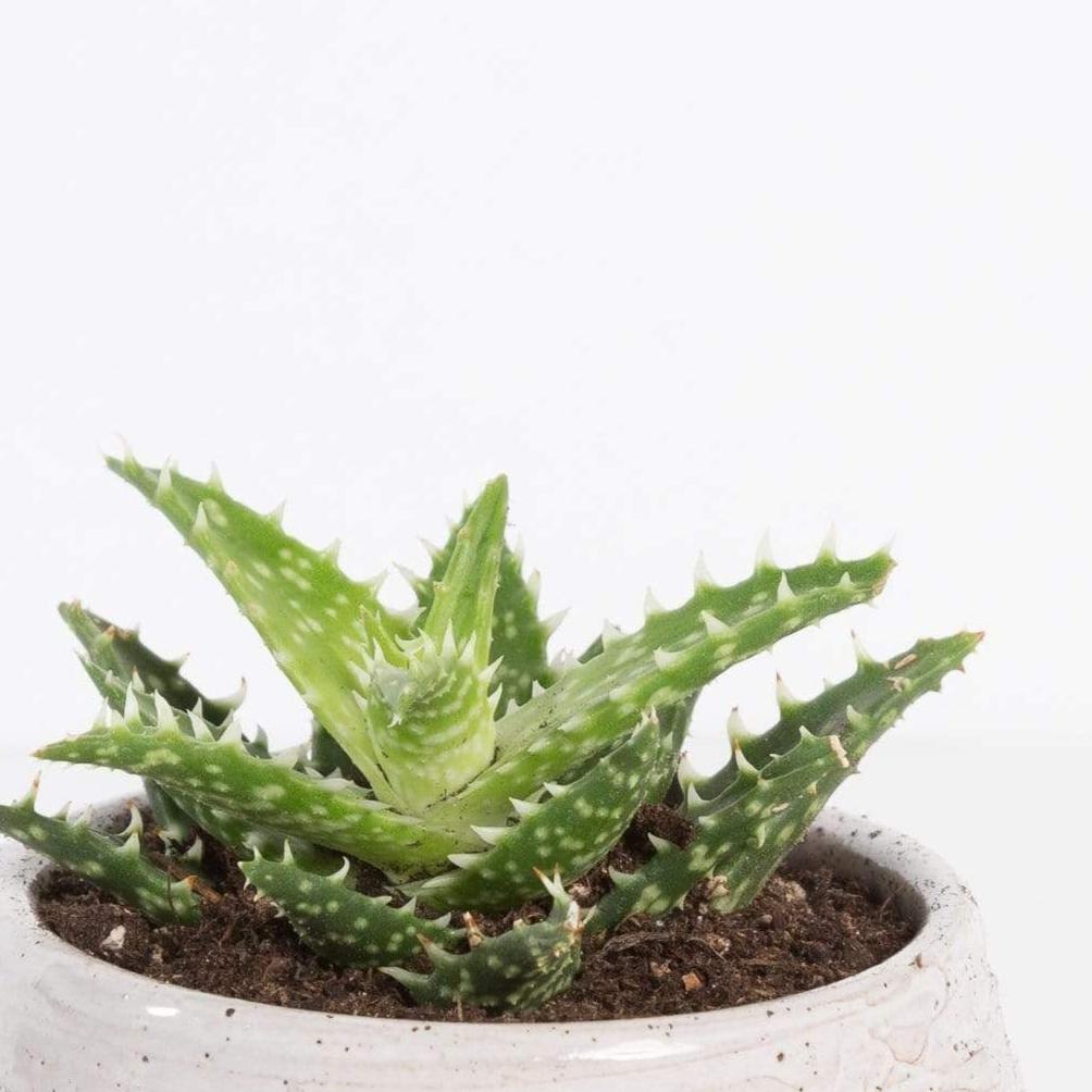 Urban Sprouts Plant 2" in nursery pot Aloe 'Minnie Belle'
