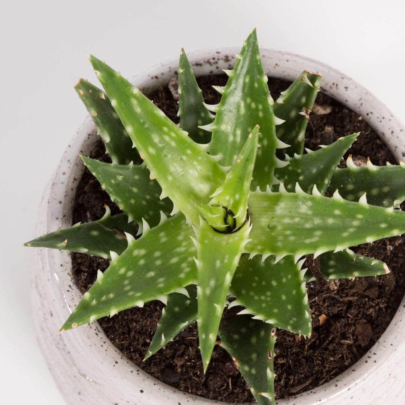 Urban Sprouts Plant 2" in nursery pot Aloe 'Minnie Belle'
