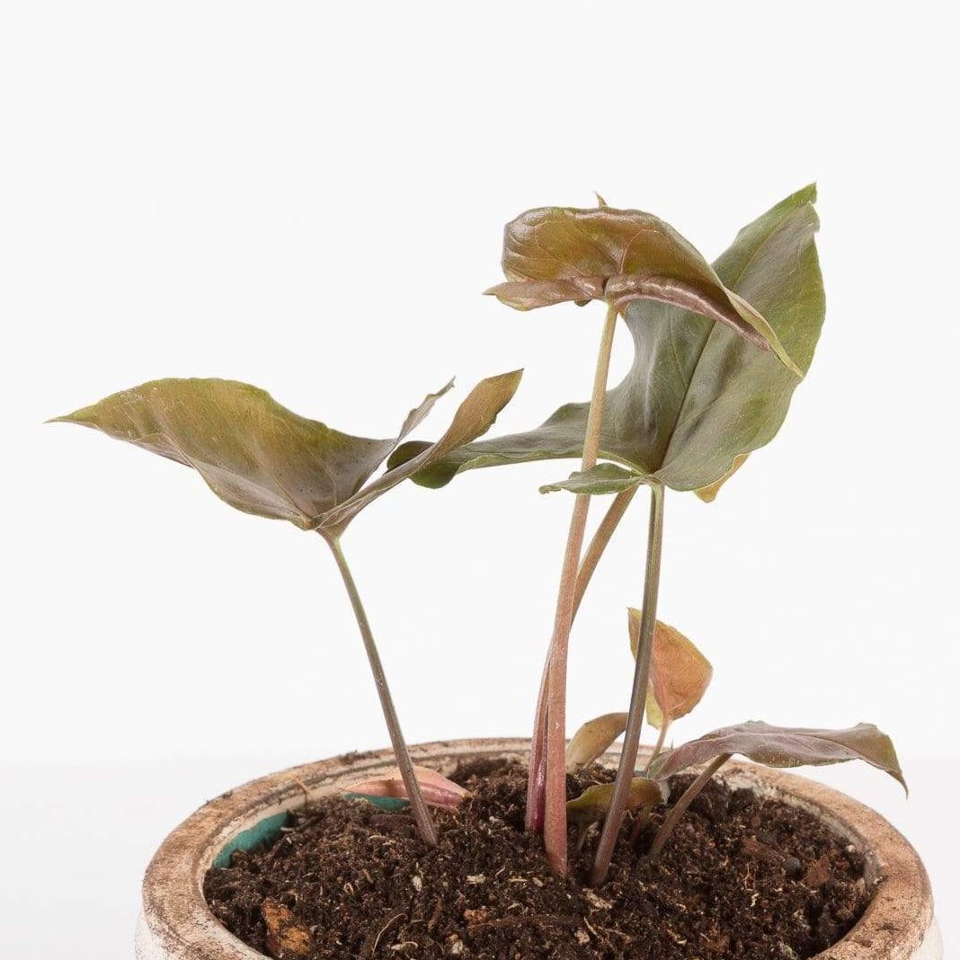 Urban Sprouts Plant Arrowhead Vine 'Merry Maria'