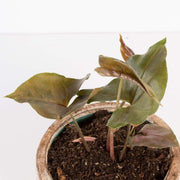 Urban Sprouts Plant Arrowhead Vine 'Merry Maria'