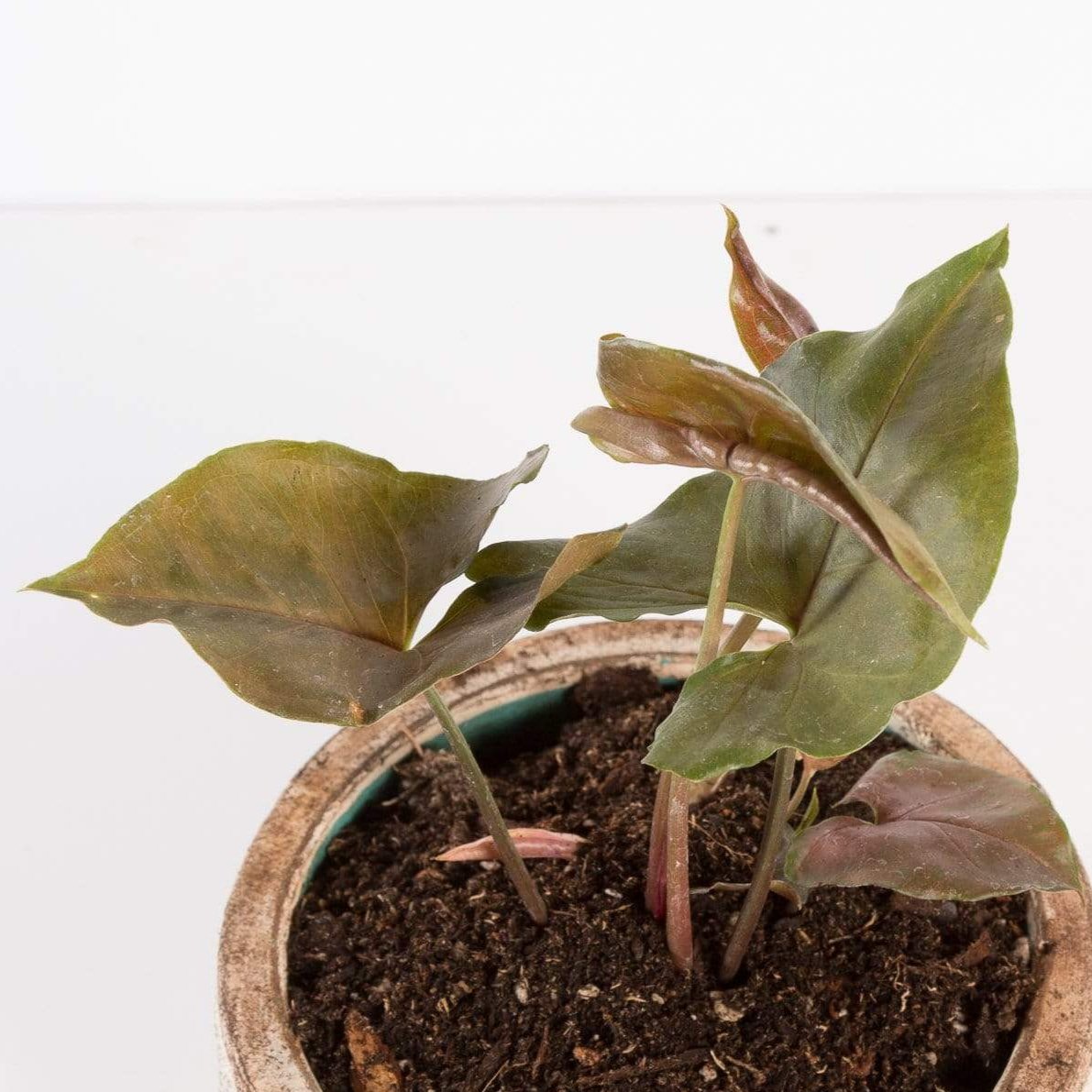 Urban Sprouts Plant Arrowhead Vine 'Merry Maria'