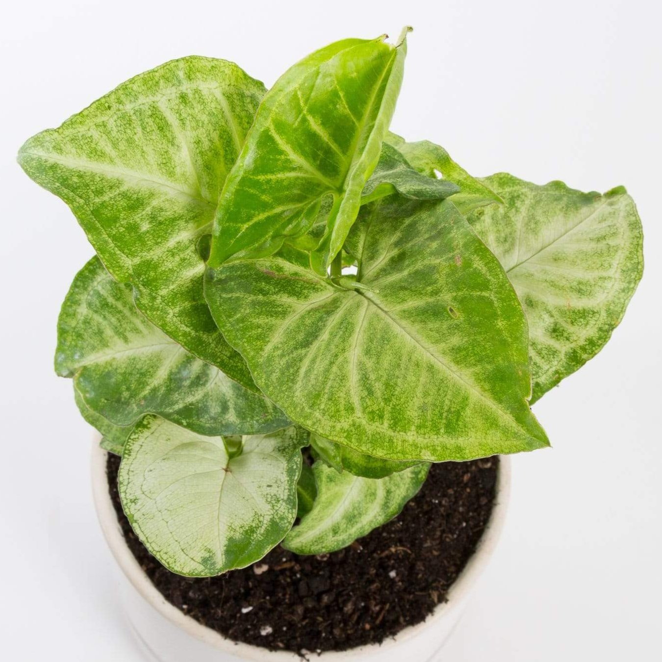 Urban Sprouts Plant Arrowhead Vine 'White Butterfly'