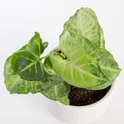 Urban Sprouts Plant Arrowhead Vine 'White Butterfly'