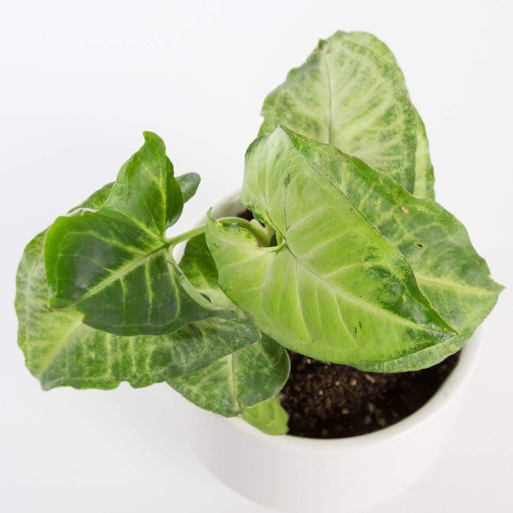 Urban Sprouts Plant Arrowhead Vine 'White Butterfly'