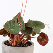 Begonia 'Acetosa' - Urban Sprouts