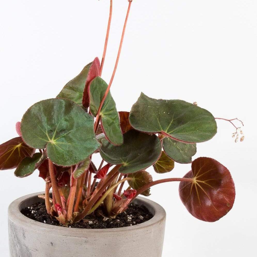 Begonia 'Acetosa' - Urban Sprouts