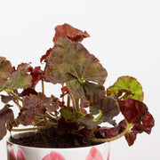 Begonia 'Angel Glow' - Urban Sprouts