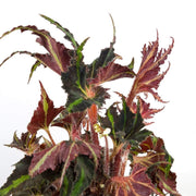 Begonia 'Breakdance' - Urban Sprouts