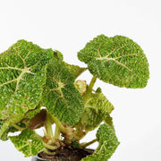 Begonia 'Comet' - Urban Sprouts