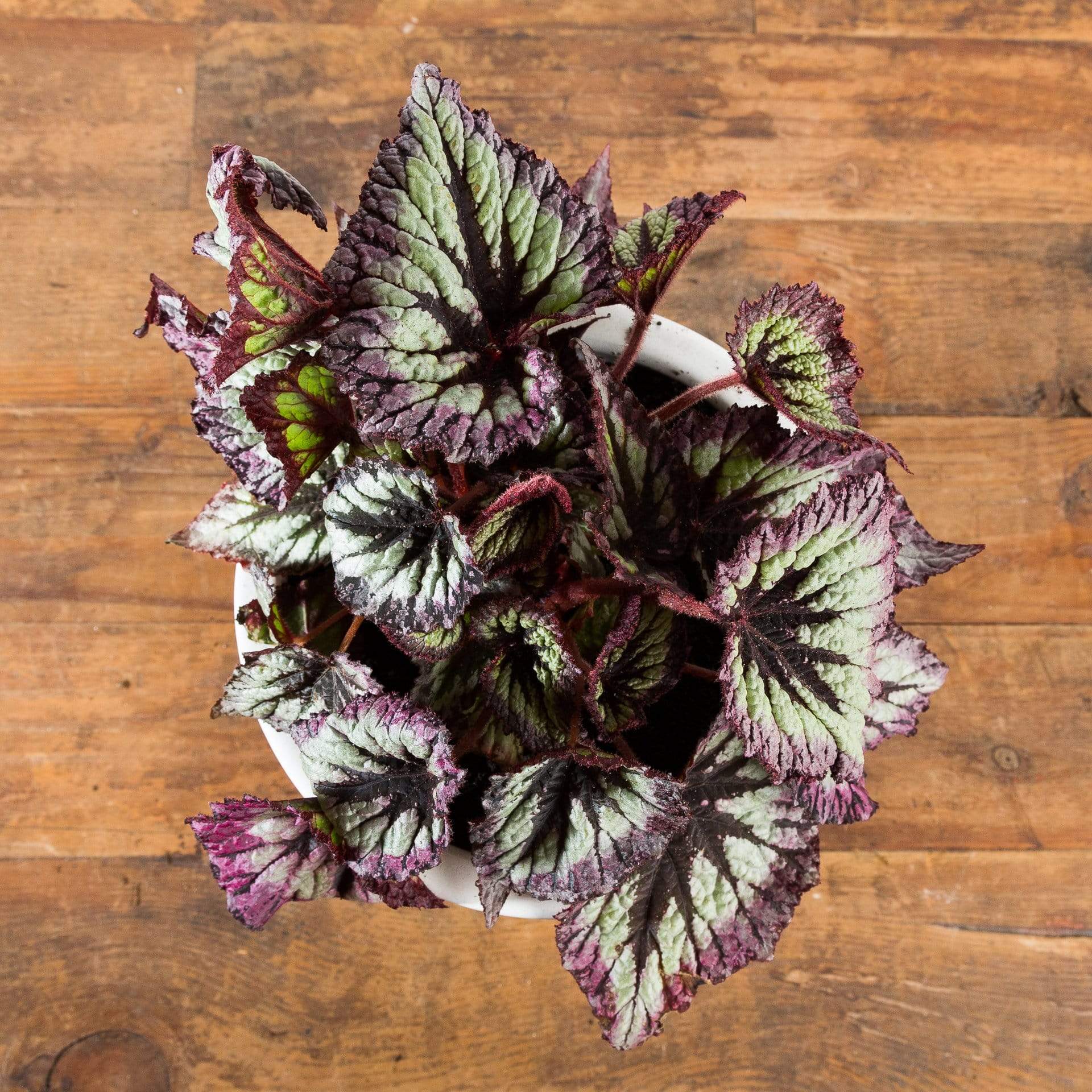 Begonia 'Her Majesty' - Urban Sprouts