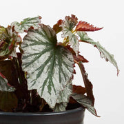Begonia 'Looking Glass' - Urban Sprouts